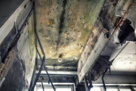 Best Residential Mold Inspection & Testing  in Ortonville, MN